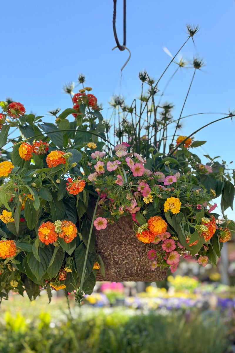 Lady Honeyberry, Fiber, Hanging Basket