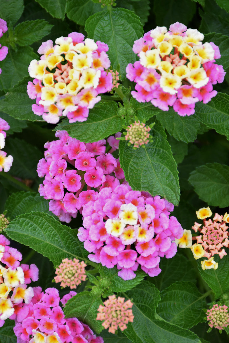 Lantana Bandana Pink