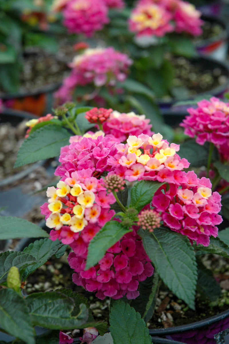 Lantana Bandana Pink