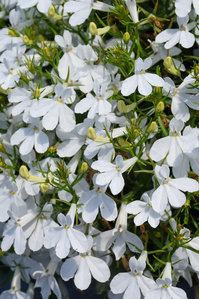 Lobelia, Techno Heat Up White