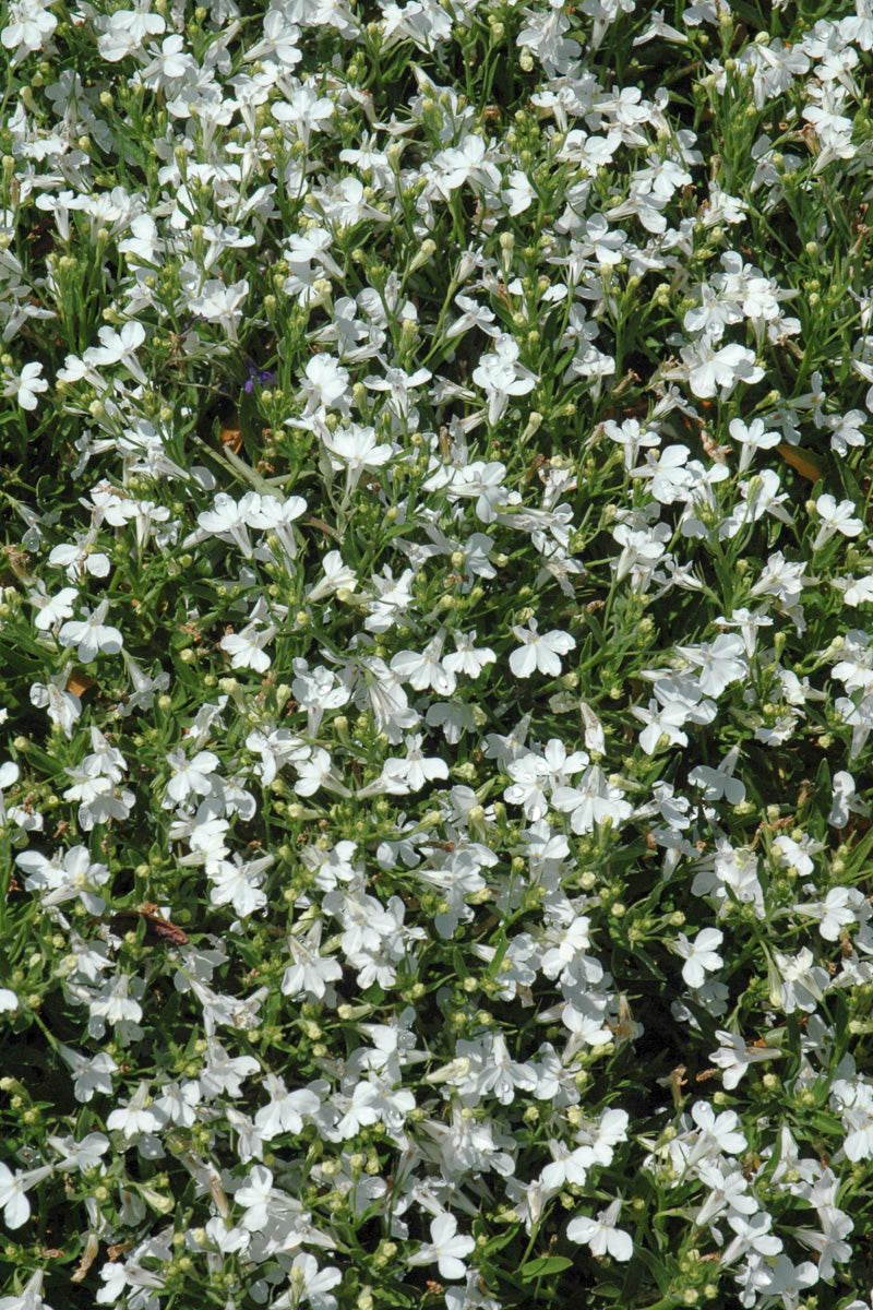 Lobelia, Techno Heat Up White