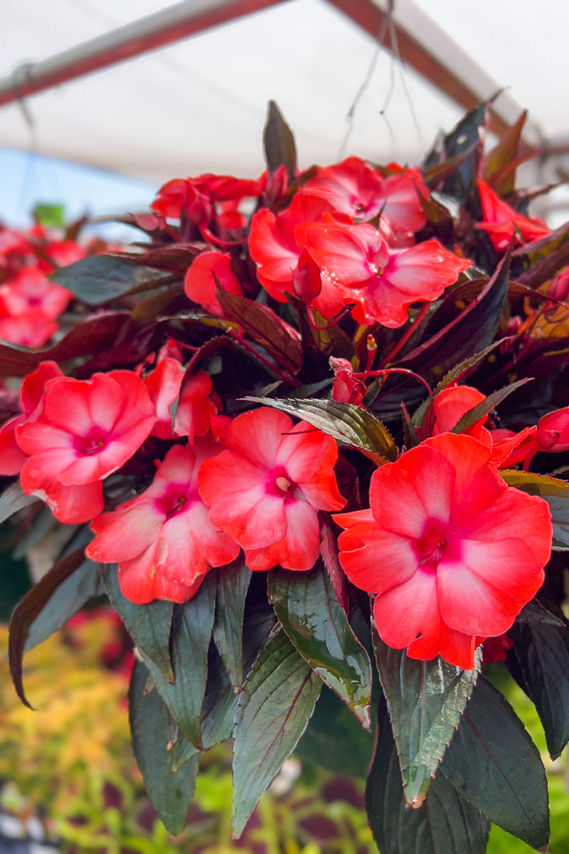 Impatiens, New Guinea Orange Ice