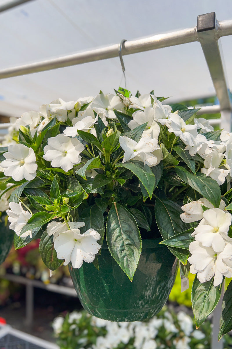 Impatiens, New Guinea White