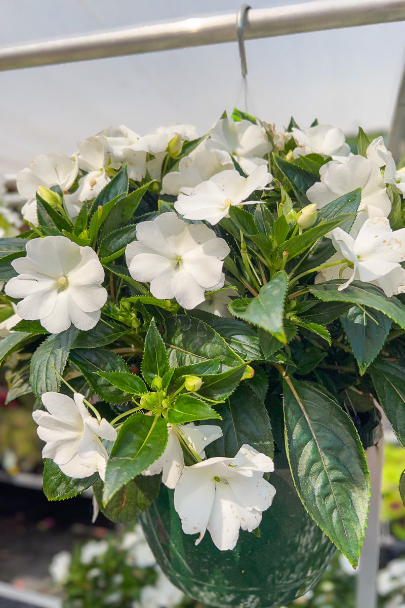 Impatiens, New Guinea White