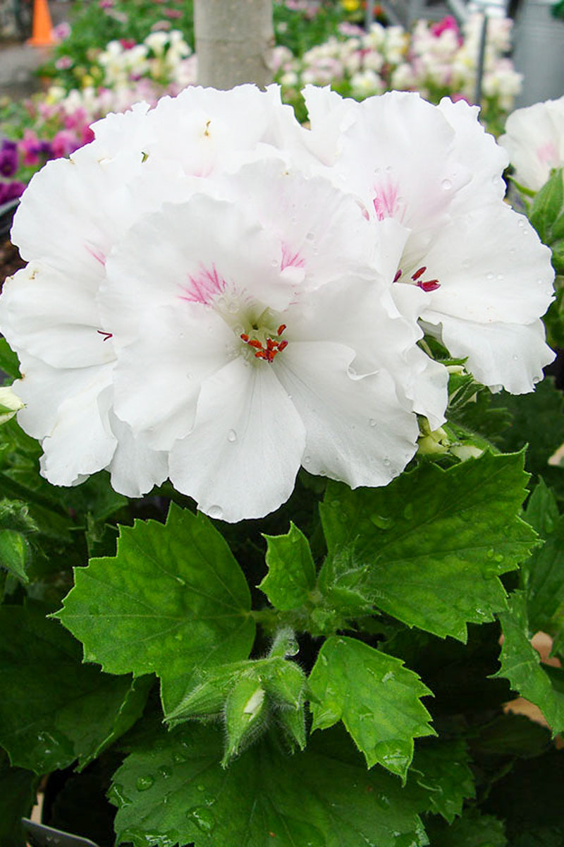 Geranium Regal White