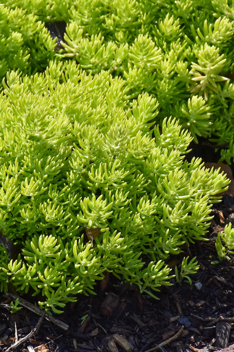 Sedum Lemon Coral