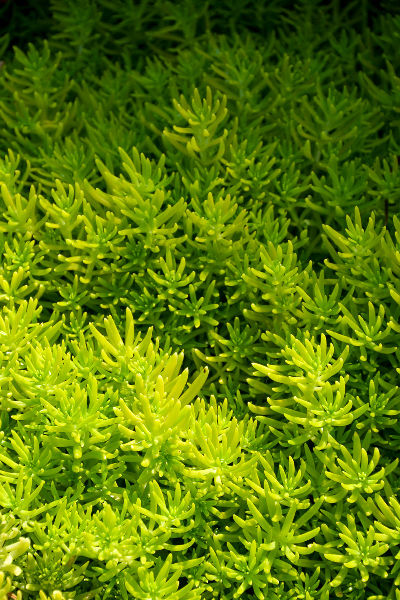 Sedum Lemon Coral