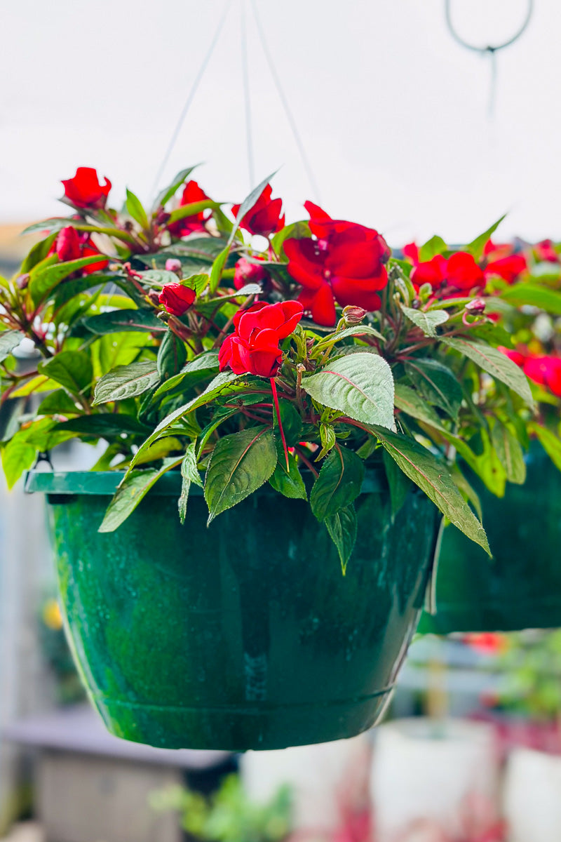 Impatiens, New Guinea Harmony Colorfall Red
