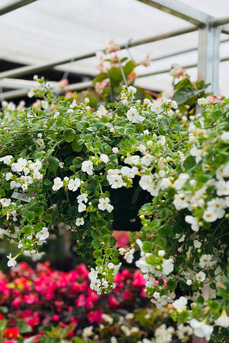 Bacopa, White