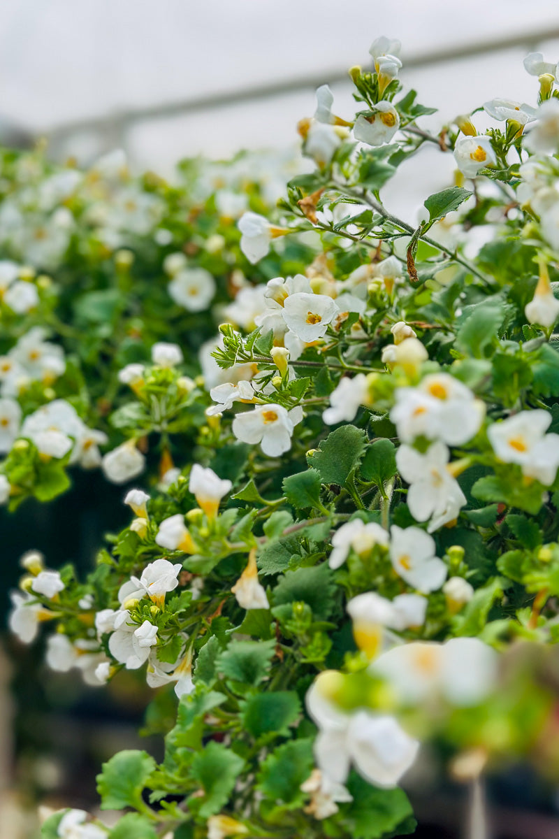Bacopa, White