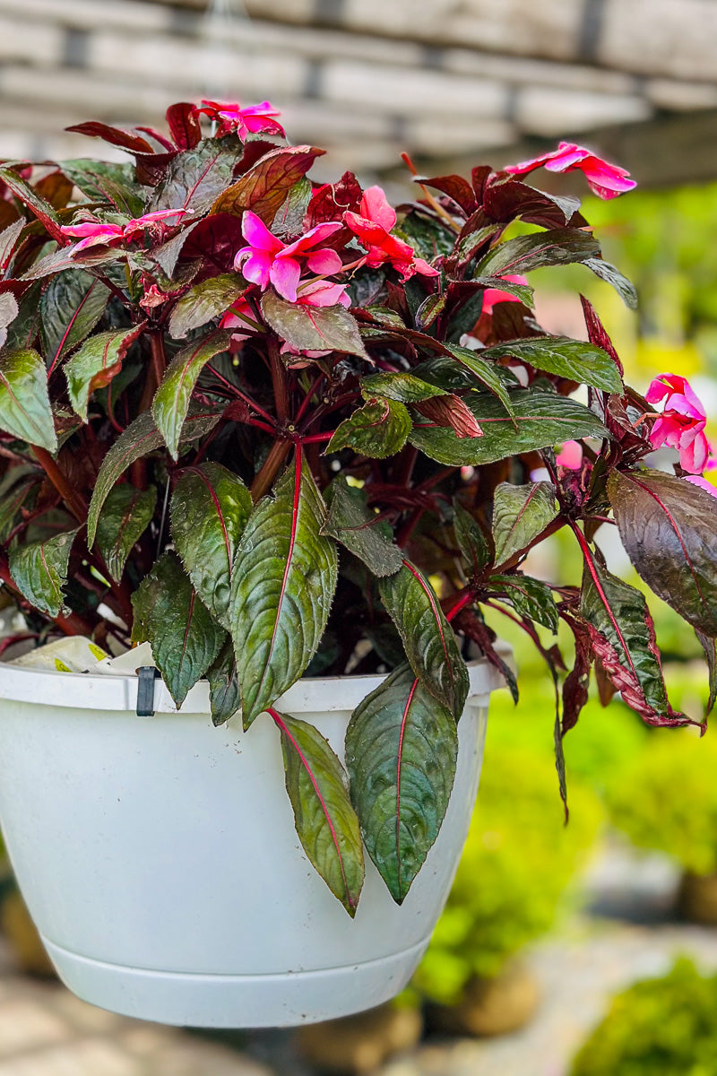 Impatiens, New Guinea Super Sonic Sweet Cherry