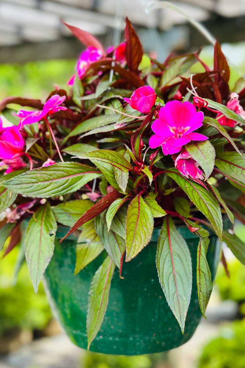 Impatiens, New Guinea Harmony Colorfall Passion
