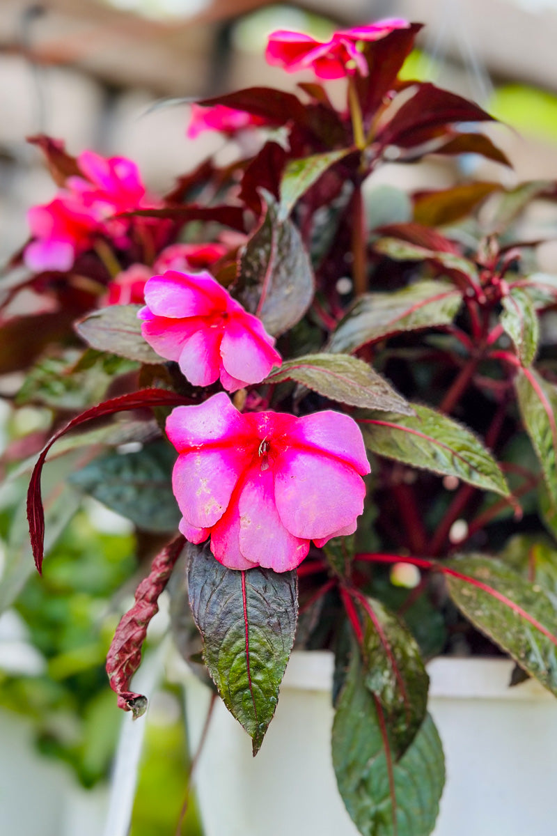 Impatiens, New Guinea Super Sonic Sweet Cherry