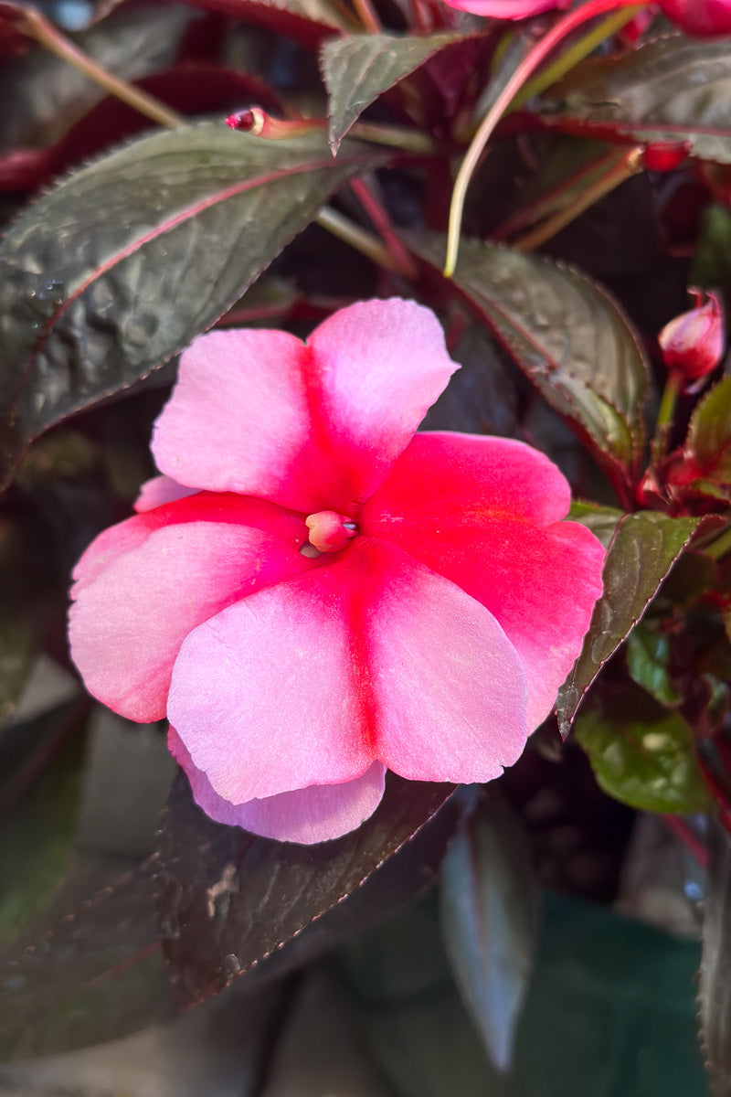 Impatiens, New Guinea Super Sonic Sweet Cherry