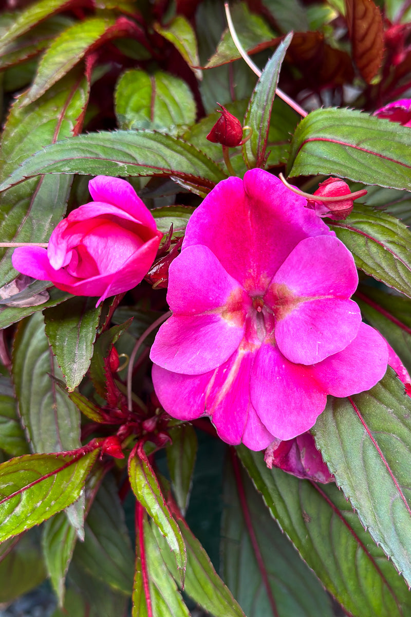 Impatiens, New Guinea Harmony Colorfall Passion