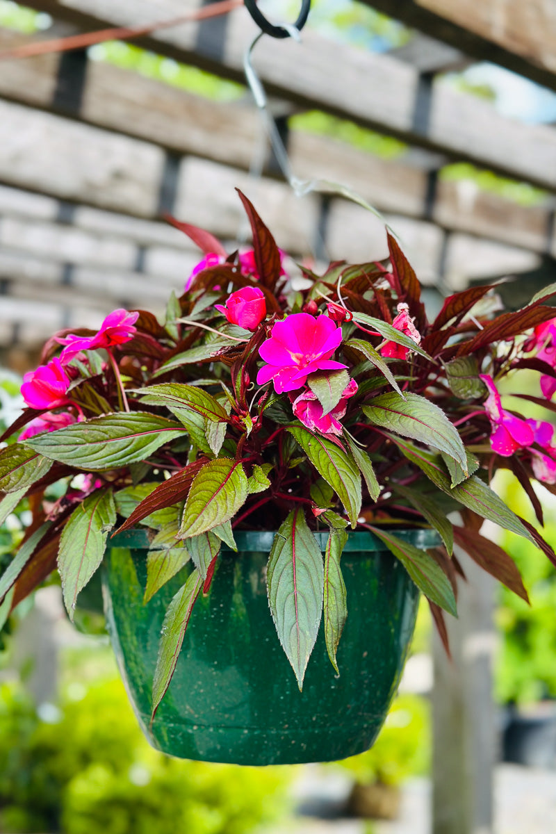 Impatiens, New Guinea Harmony Colorfall Passion