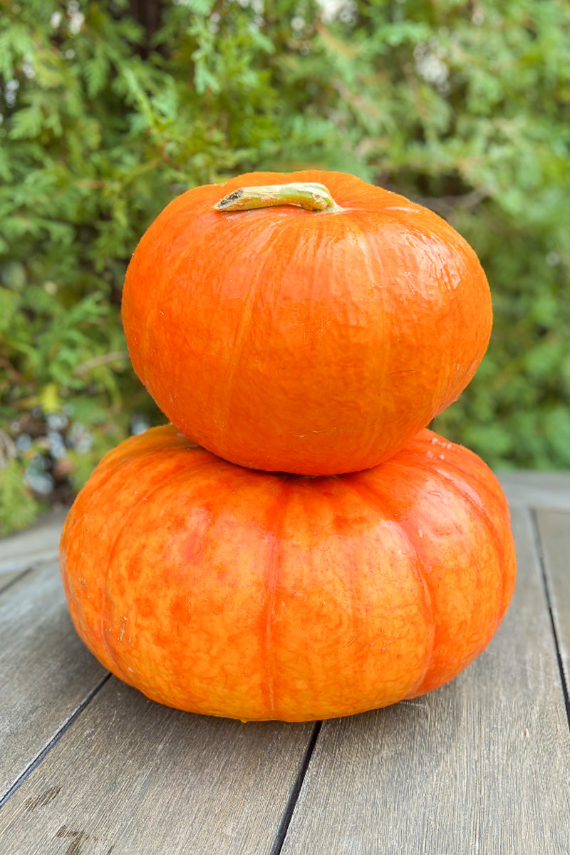 Fancy Pumpkin, World of Color