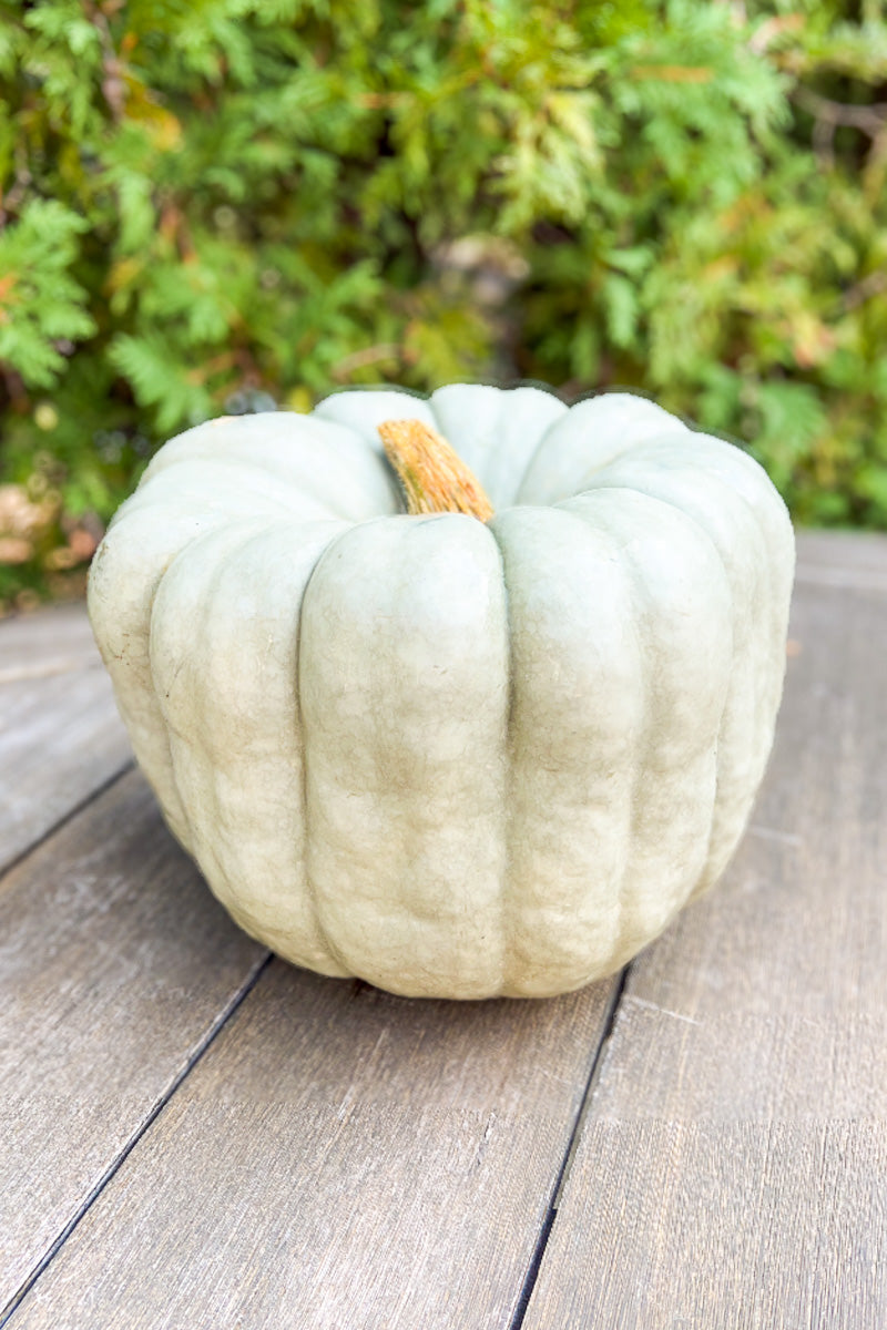 Fancy Pumpkin, Blue Doll