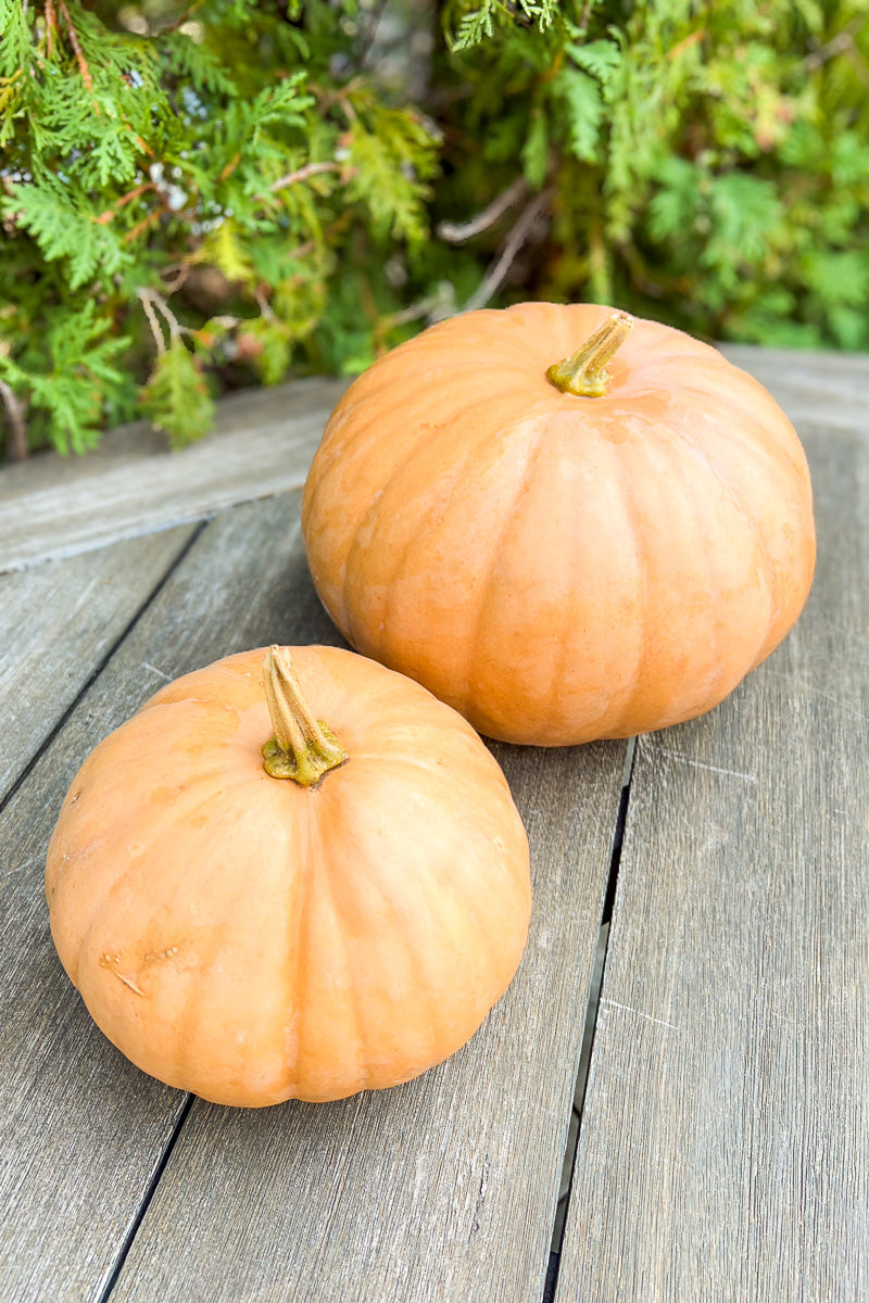 Fancy Pumpkin, New England Cheddar