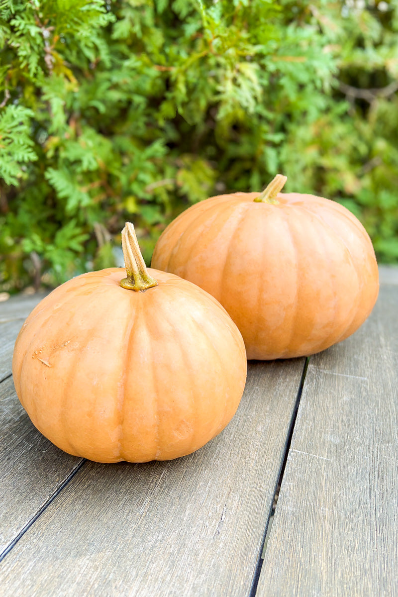 Fancy Pumpkin, New England Cheddar