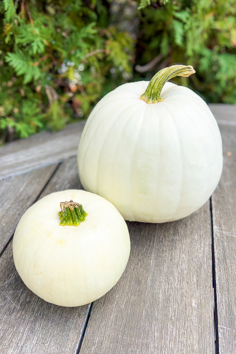 Pumpkin, White