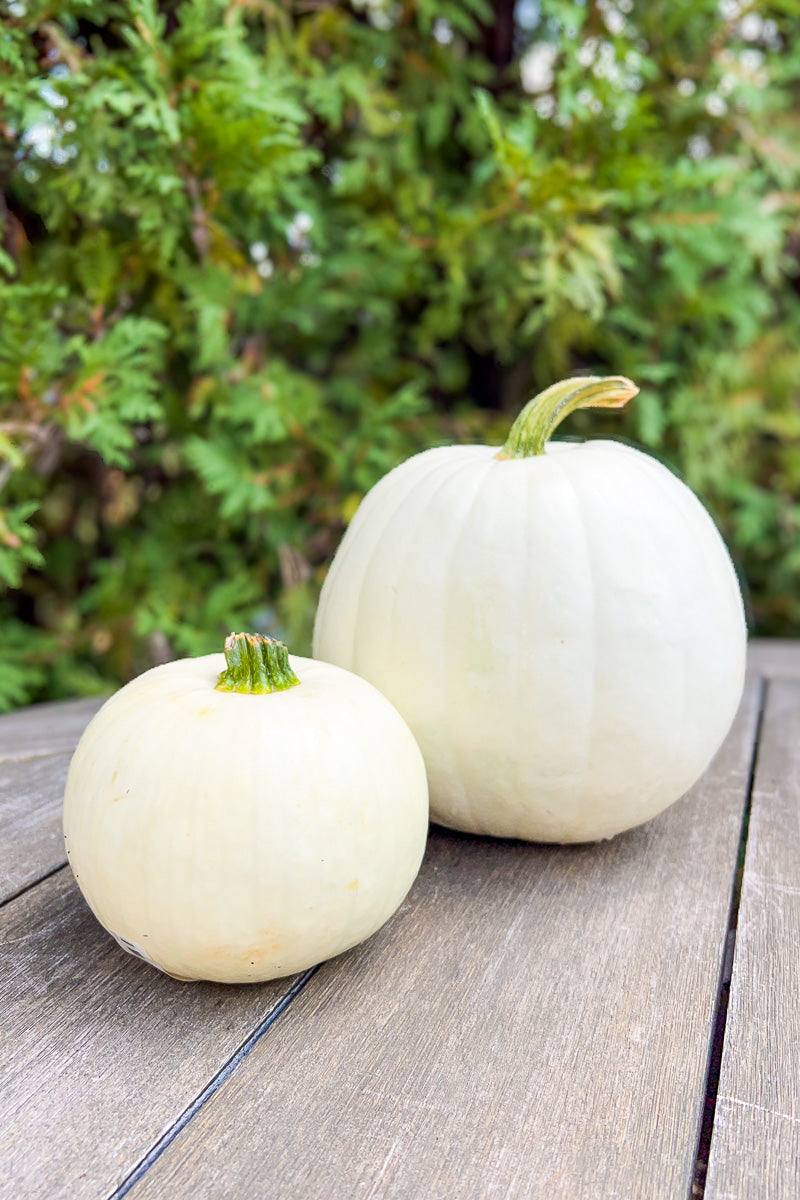 Pumpkin, White