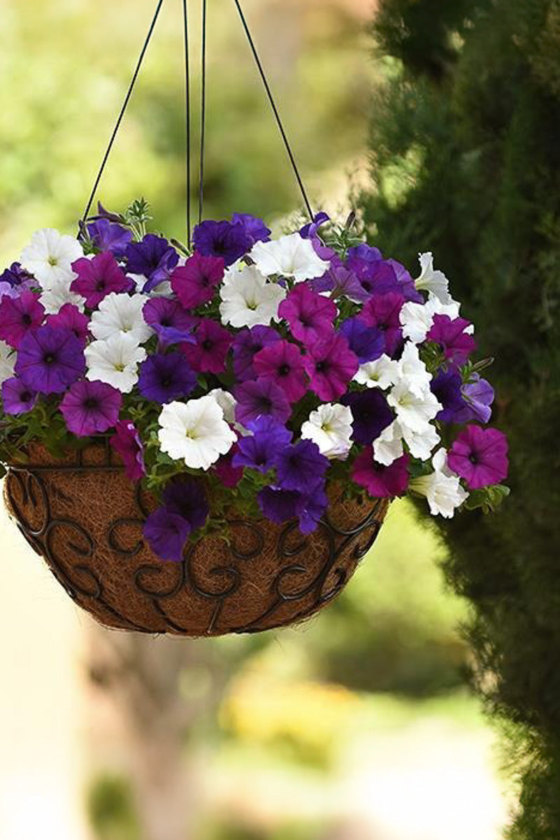 Petunia, Great Lakes Mix