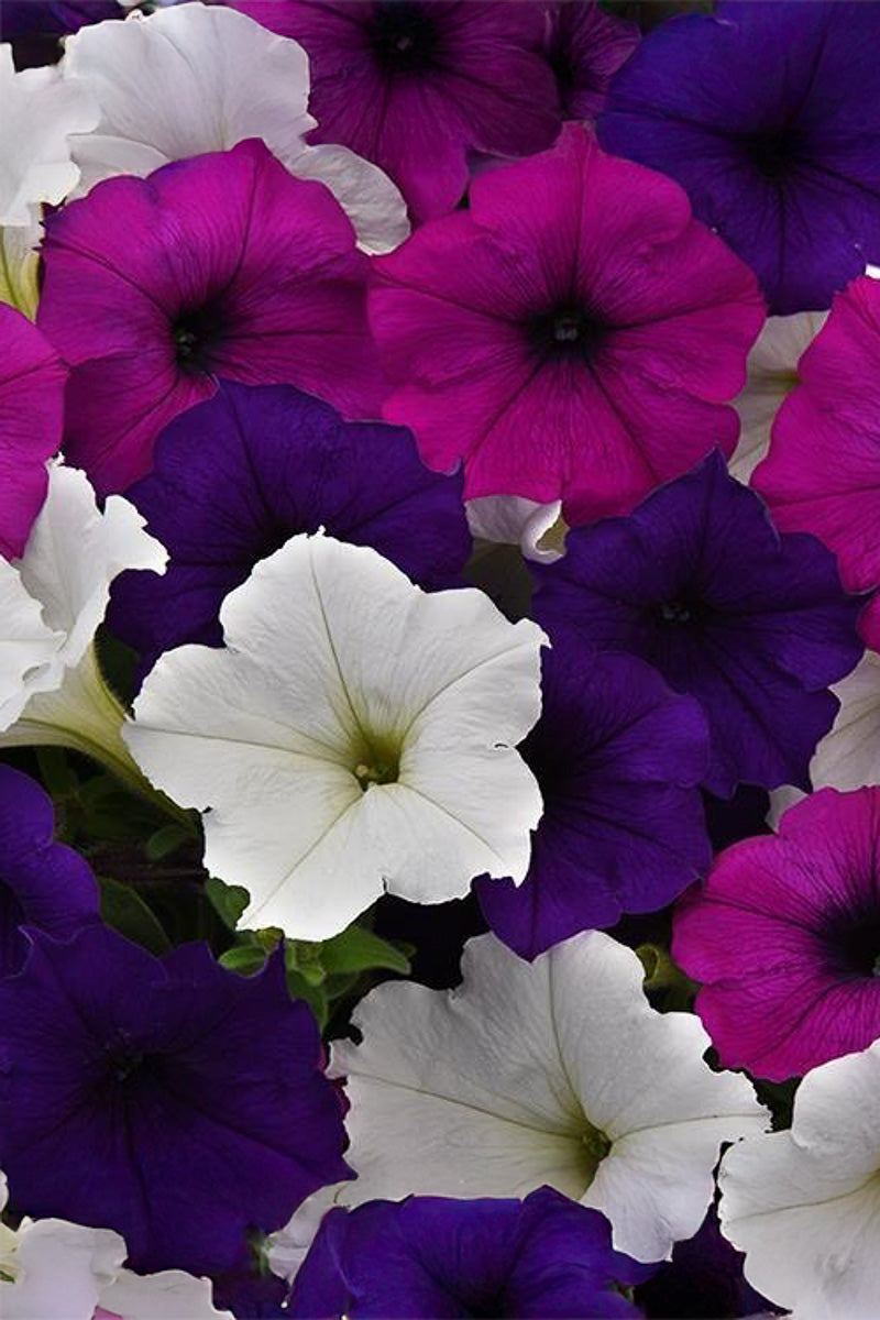 Petunia, Great Lakes Mix
