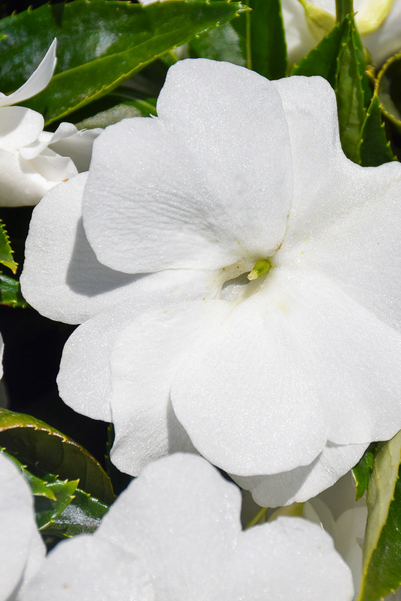 Impatiens, Super Sonic White