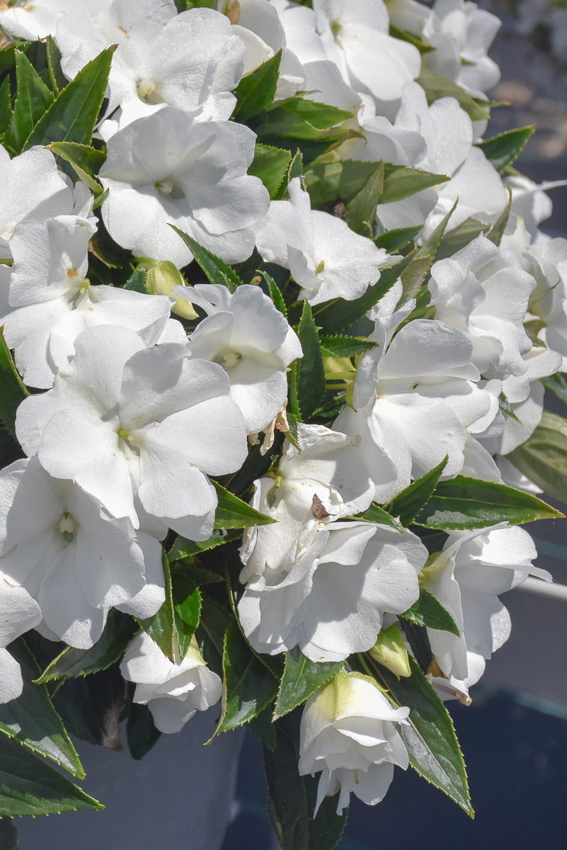Impatiens, Super Sonic White