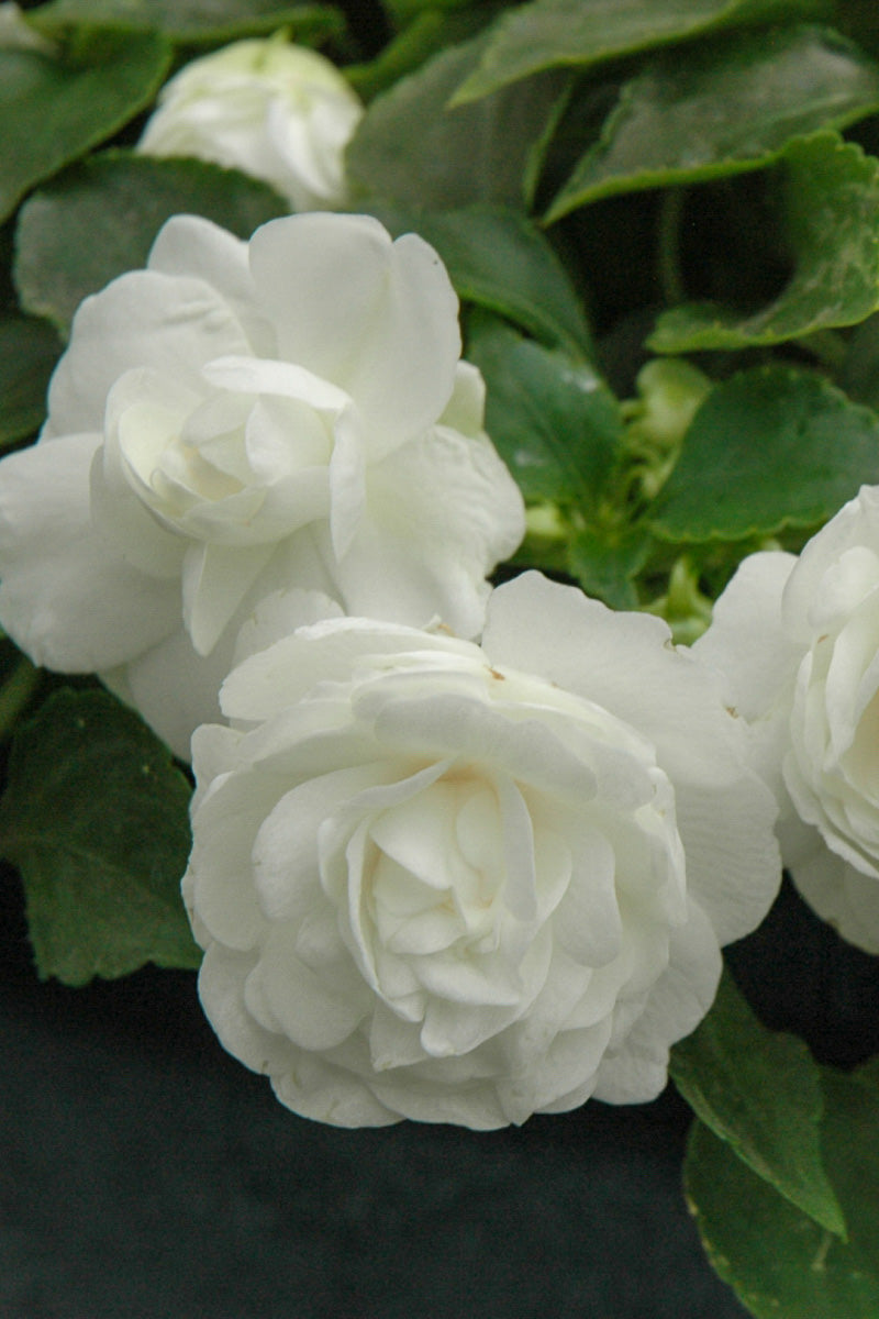 Impatiens Double White