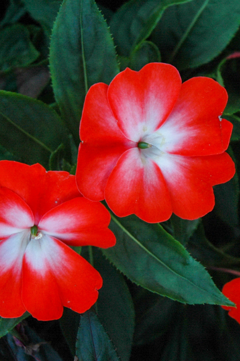 Impatiens, New Guinea Orange Star