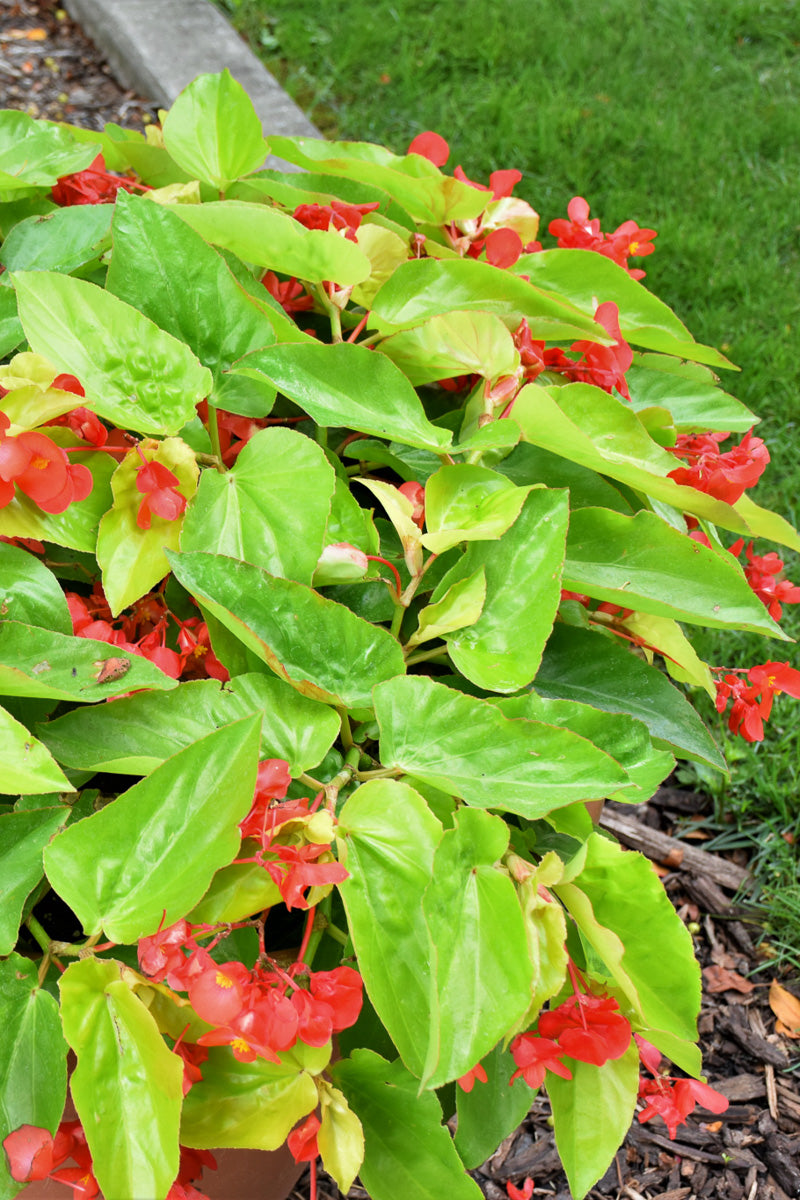 Begonia Canary Wings