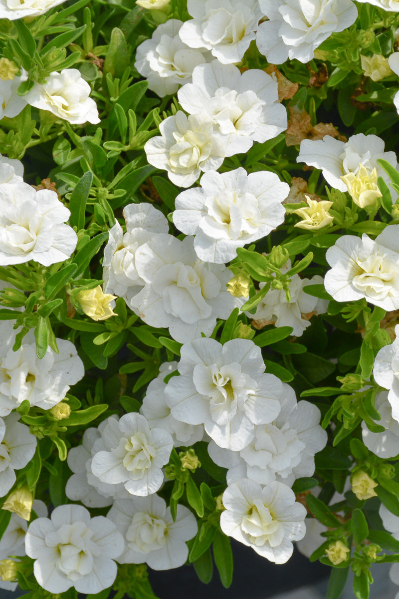 Calibrachoa, Superbells Double White Mono