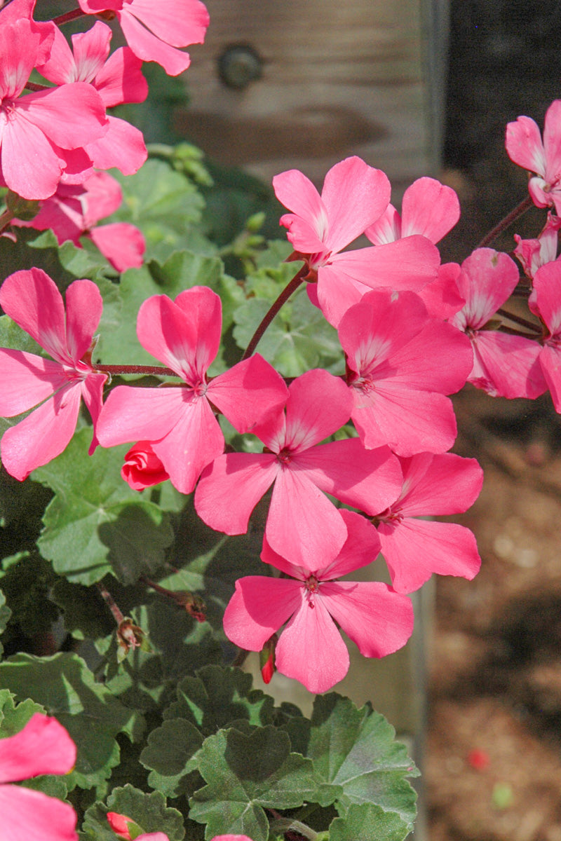 Geranium Caliente Pink