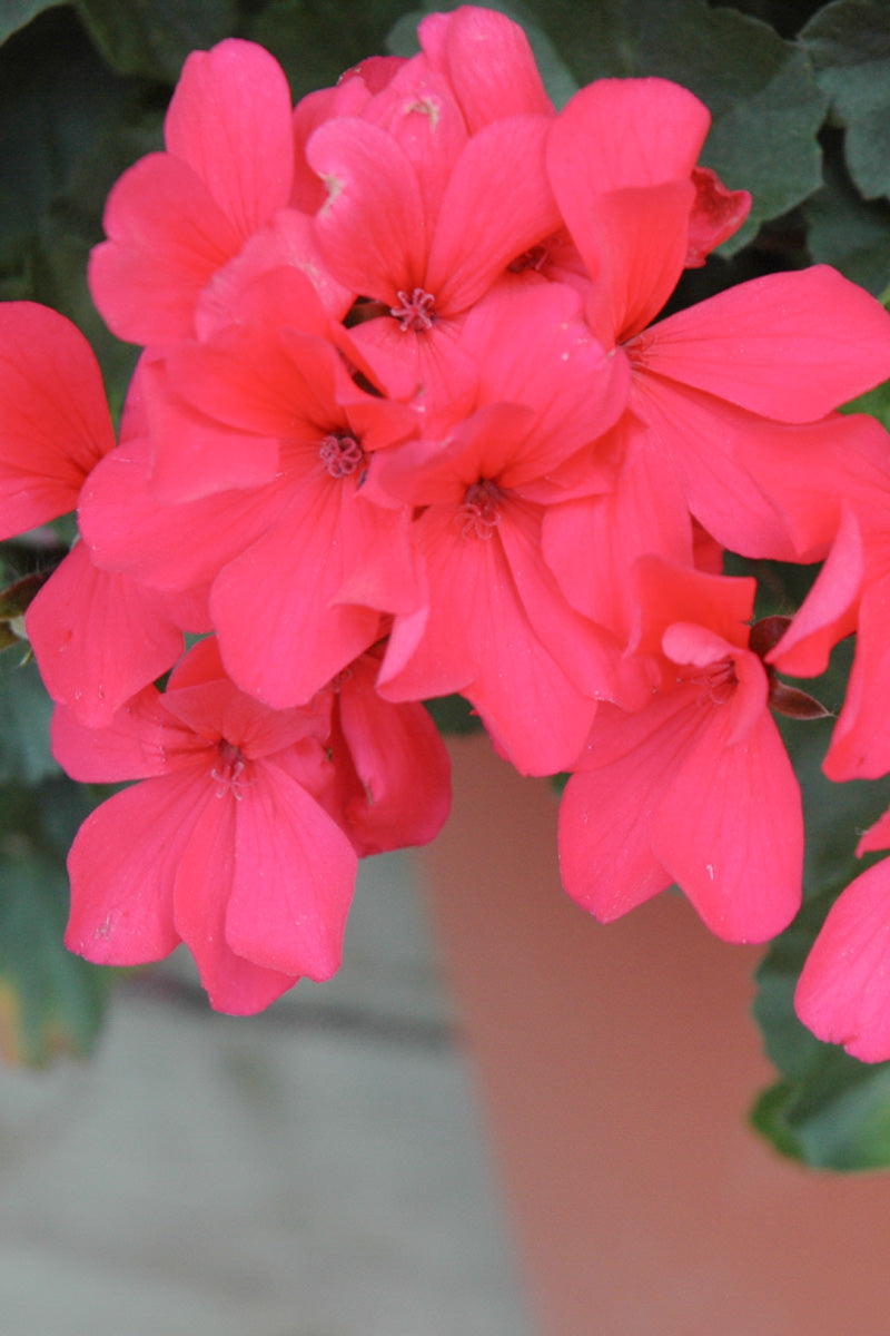 Geranium Caliente Hot Coral