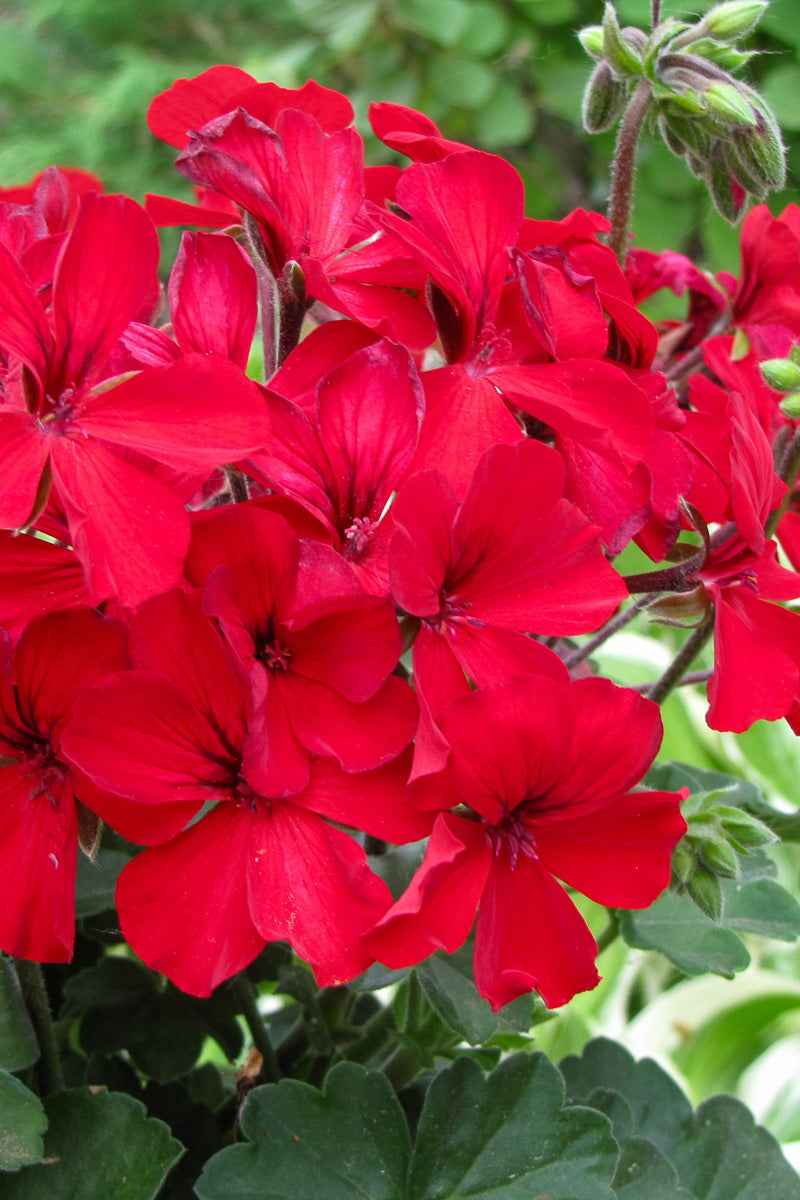 Geranium Caliente Fire
