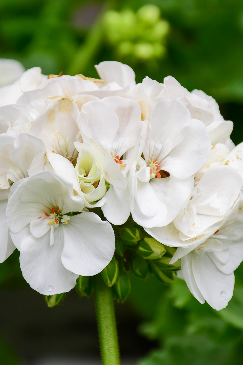 Geranium, Americana White