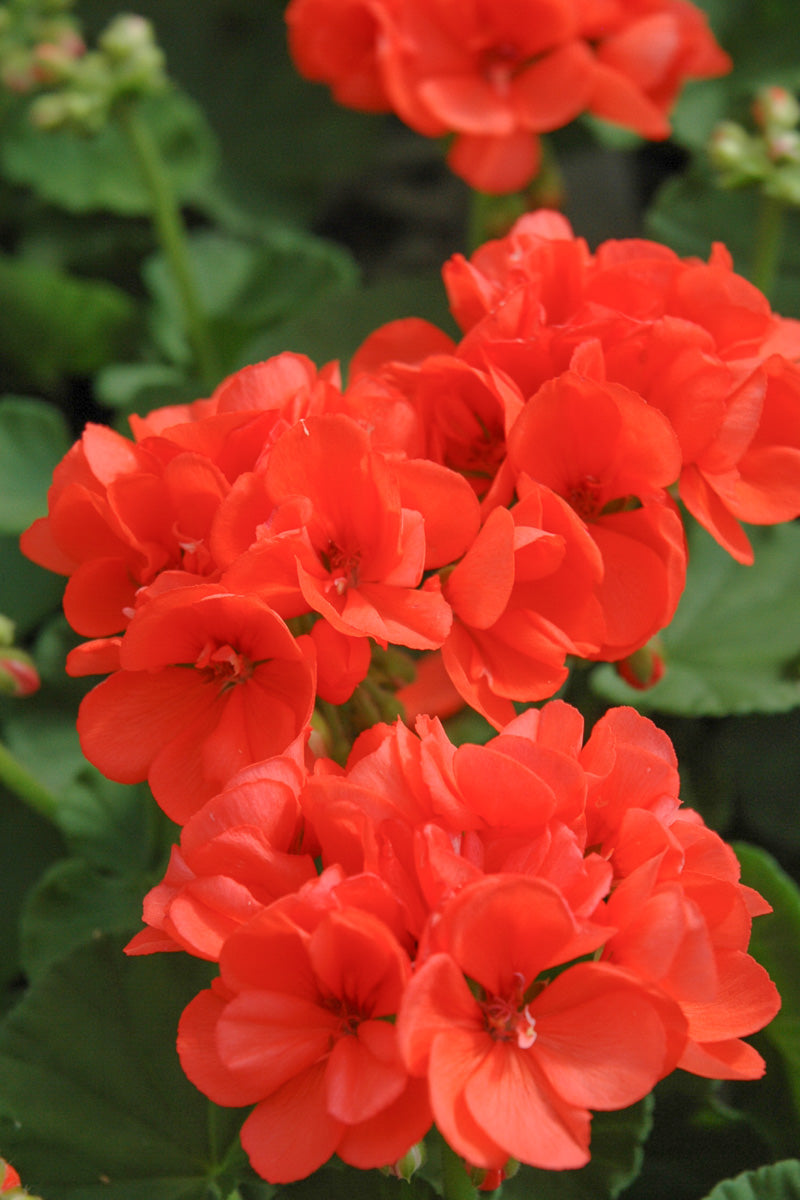 Geranium, Patriot Orange
