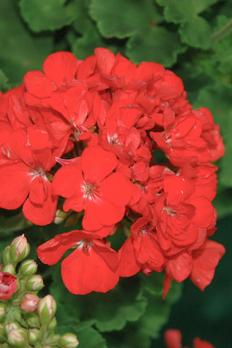 Geranium, Patriot Watermelon