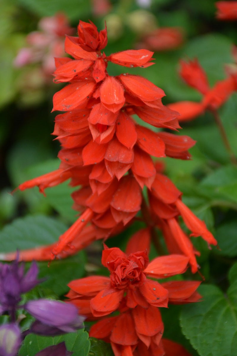 Salvia Vista Red