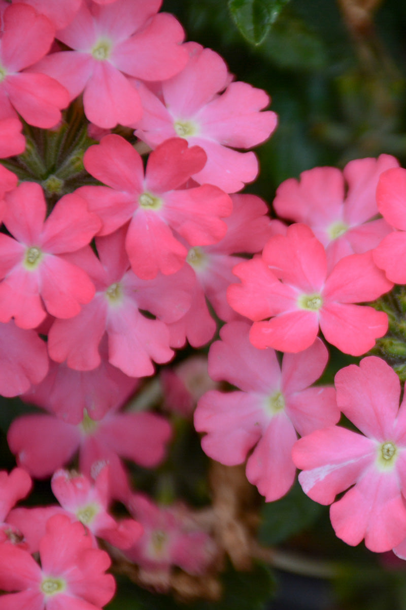 Verbena, Firehouse Pink