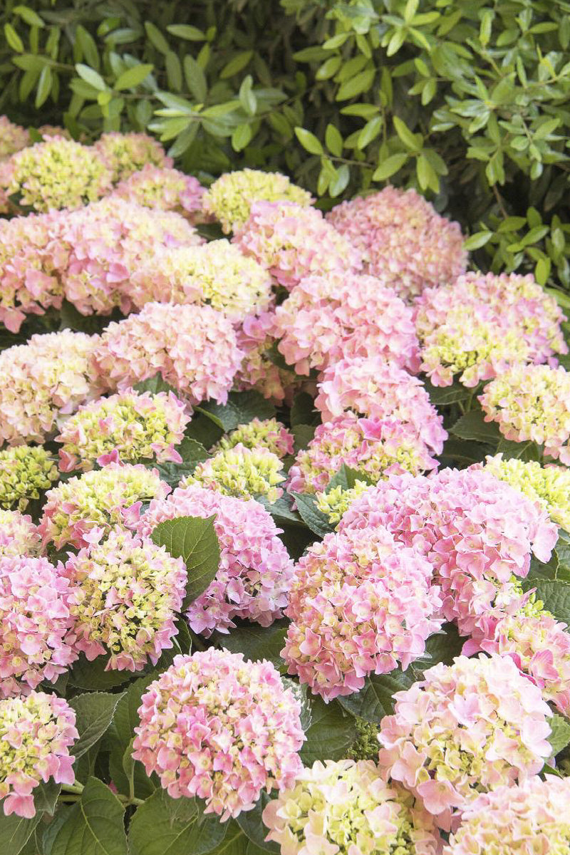 Hydrangea Macrophylla, Pink Splendor
