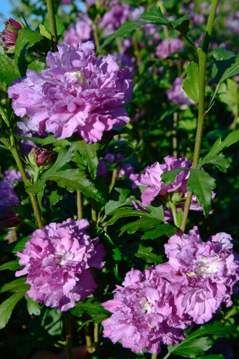 Rose Of Sharon, French Cabaret Purple