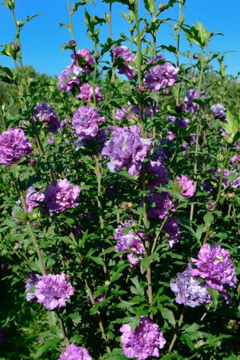 Rose Of Sharon, French Cabaret Purple