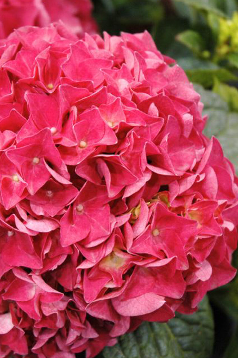 Hydrangea Macrophylla, Grateful Red