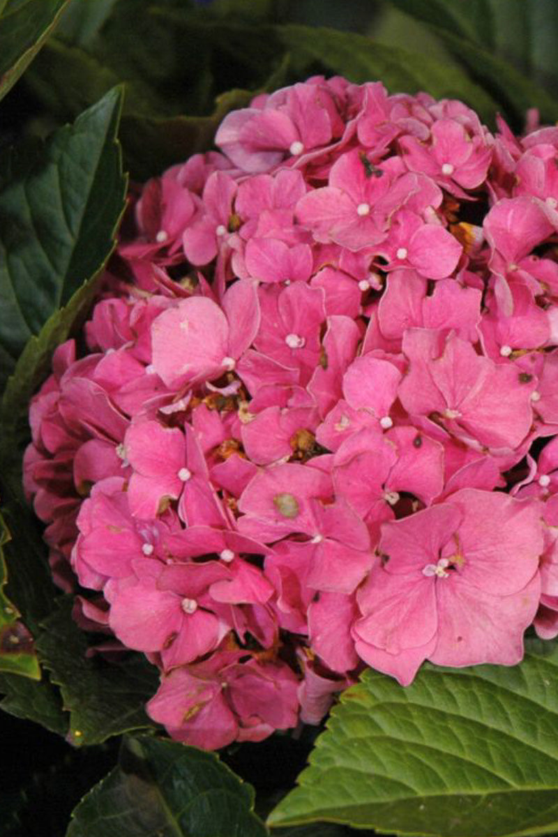 Hydrangea, Red Sensation