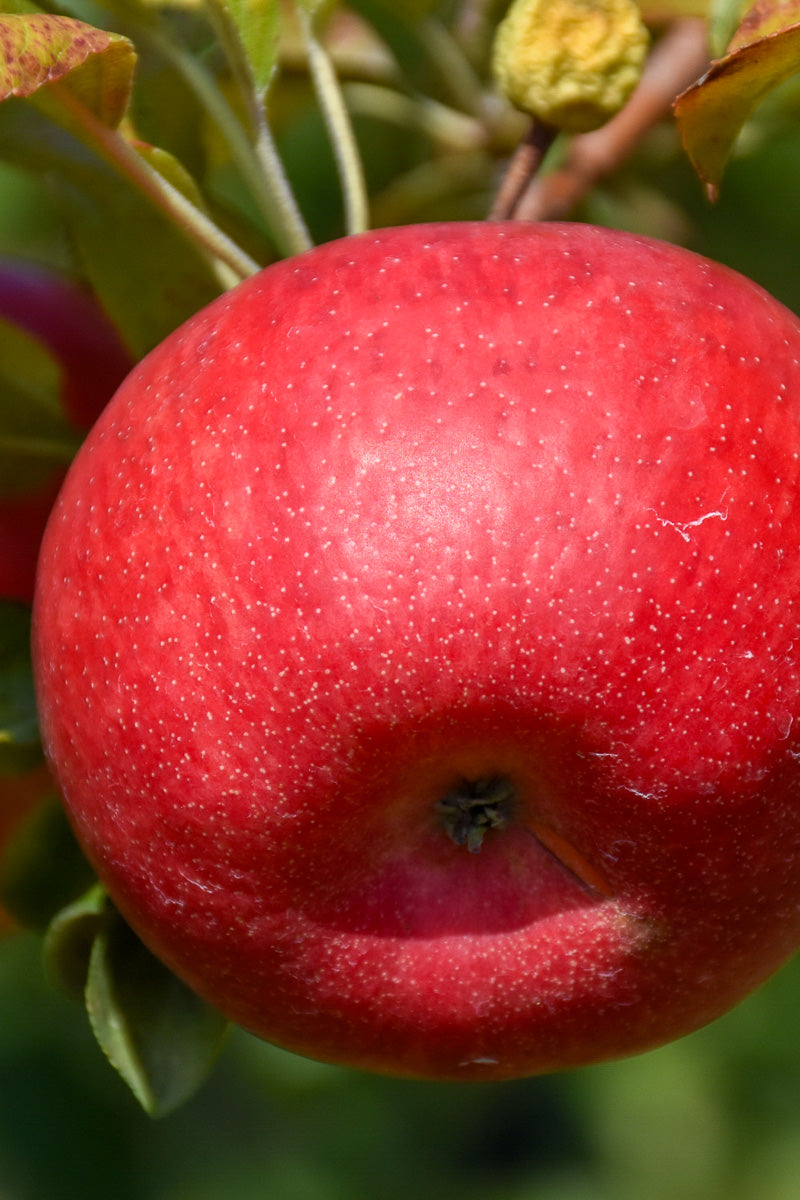 Fruit, Apple Connell