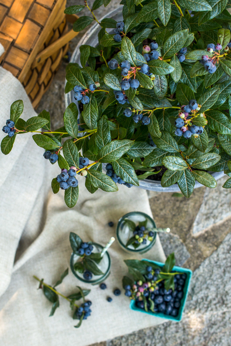 Fruit, Blueberry Perpetua