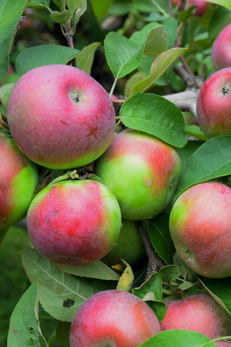 Fruit, Apple McIntosh